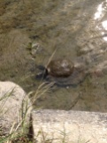 A turtle enjoy its swim in the lake.