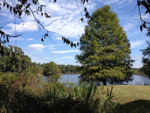 Soak in all the green while enjoying the day at Lake Alice.